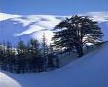 Cedar Tree, Arz - Lebanon